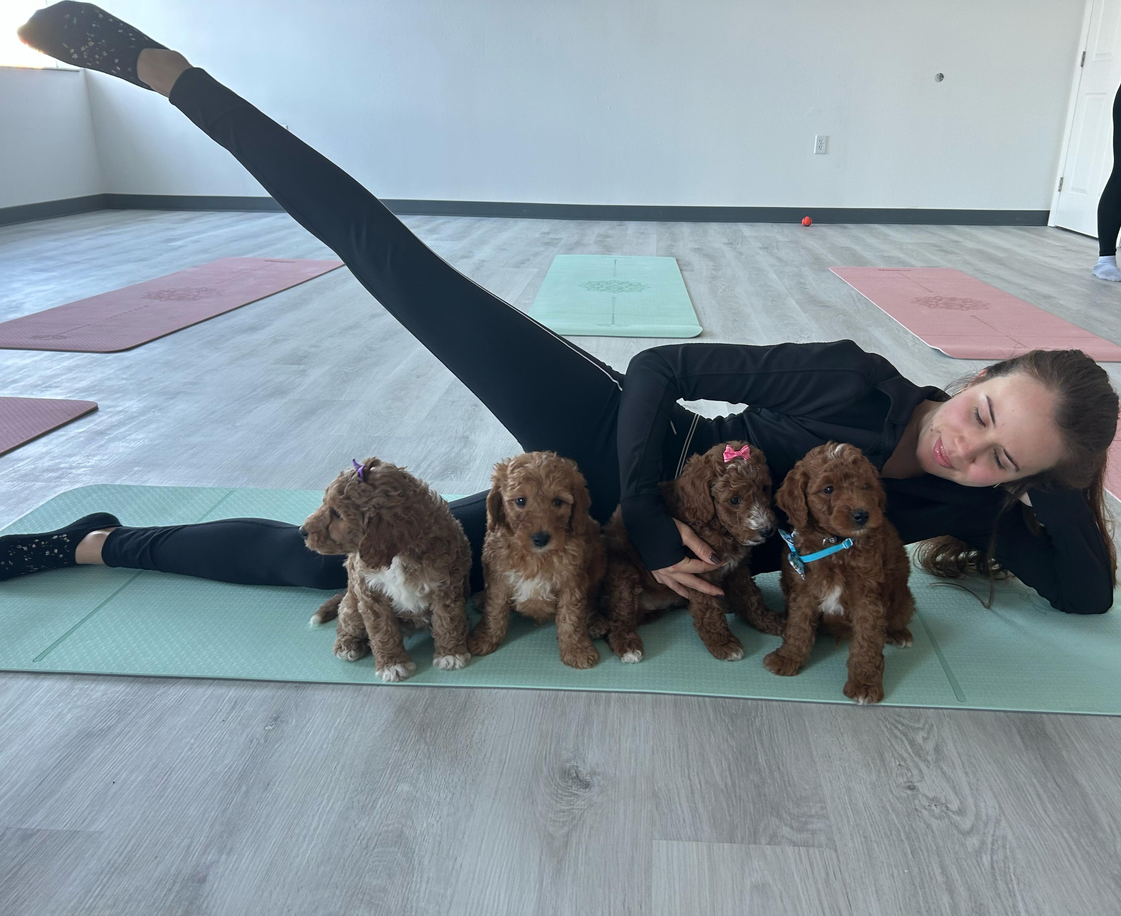 Pawsitively Pilates studio with guests and puppies